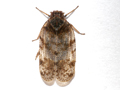 Tachycixius pilosus